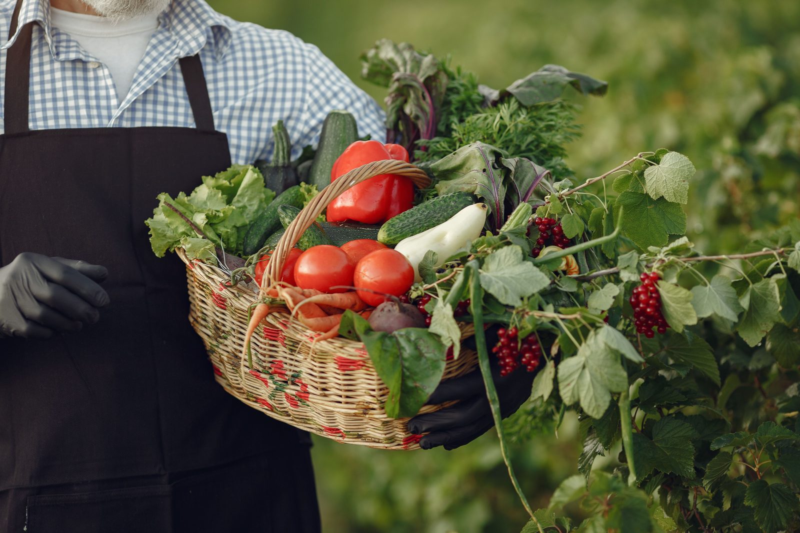 Farmland where Doko Namlo Kishan Ghar sources naturally grown produce