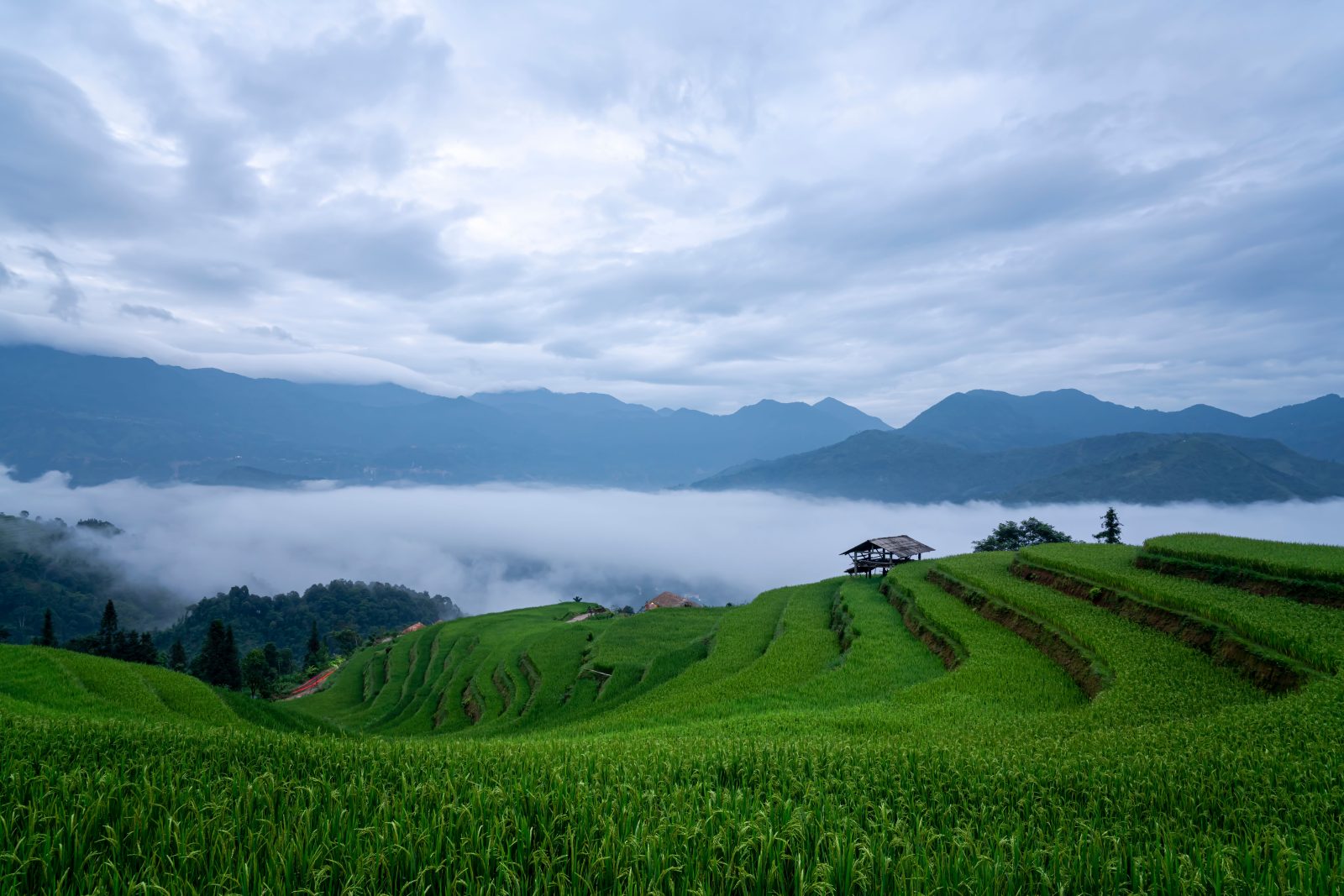 Nepali farmland where Doko Namlo sources naturally grown produce directly from farmers